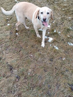 Daruji fenku labradorky - 5