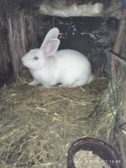 Francouzska hyla - 5