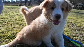 Border Collie / Border Kólia s PP - 5