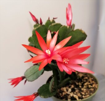 Schlumbergera - Velikonoční kaktus (řízky) - 5