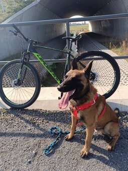 Belgický ovčák malinois - 5