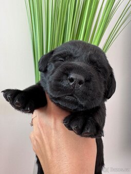 Labradorský retrívr s PP , černá vymazlená k rezervaci - 5