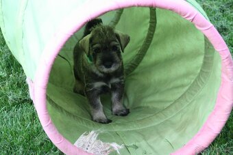 Knírač střední pepř a sůl - 5