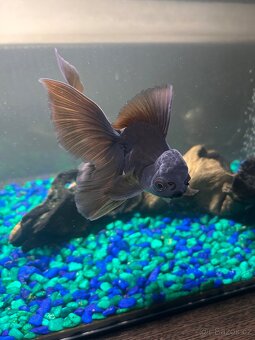 Prodám větší zavojnatky oranda calico a black - 5