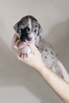 Německá doga - štěňata s PP FCI - 5