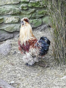 Hedvábnička velká vousatá - 5