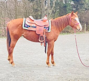Klisna QH 2 roky - 5