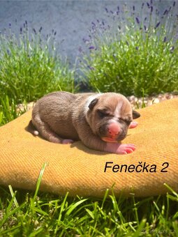 Americký stafordšírský teriér s PP - 5