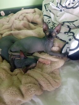 Koťátka Sphynx - 5