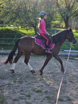 Welsh pony valach - 5