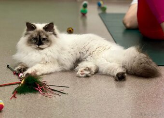 KOŤÁTKO NĚVSKÁ MAŠKARÁDA S PP - 5