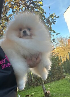 Pomeranian s pp FCI - 5