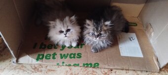 Perská kotátka - 5