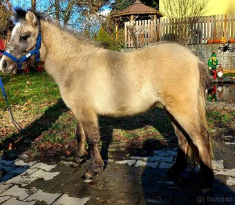 Pony hřebeček - 5
