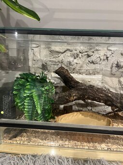 Krajta Královská - 5