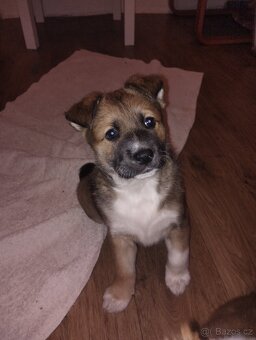 Prodám štěňátko středního vzrůstu - 5