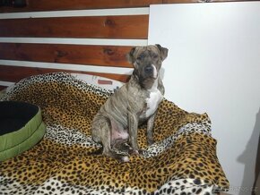 krytí Americký stafordšírský teriér - 5