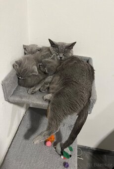 Britská koťata - 5