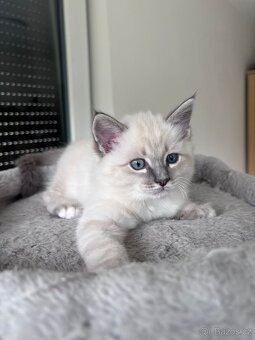 Ragdoll koťata - 5