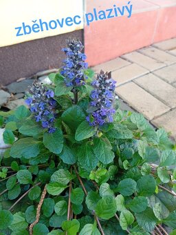 Trvalky a semena rostlin - 5