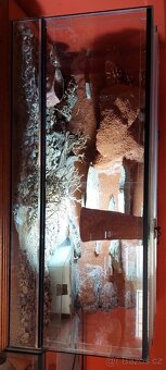 Gekončik noční - 5