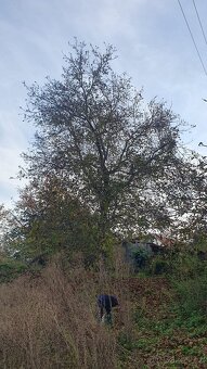 Vlašské ořechy loupané z Moravy - 5