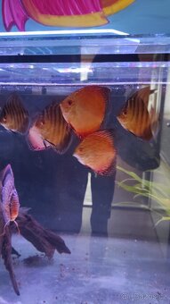 Terčovci - linie red - 5