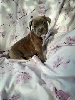 Stafordšírský bulteriér - 5