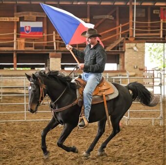 valach Arab x Welsh Cob / cutting - 5
