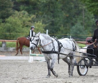 Pony valach welsh - 5