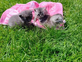 Britská modrá a whiskas kočičky i kocourkové - 5