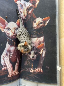 Savannah F9 sbt, savanova kocka, prapredek serval stepni - 5
