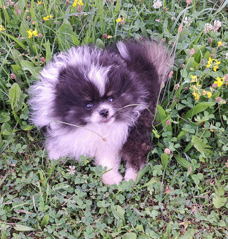 Bleky – roztomilé štěňátko pomeraniana hledá domov - 5