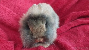 Zakrslý králíček beránek, zakrslý lvíček - 5