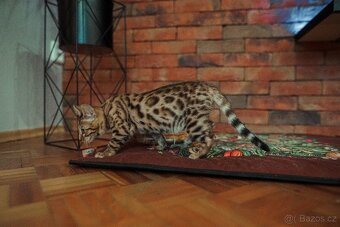 Kočka bengálská - krytí - 5