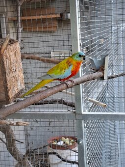 Neoféma tyrkysová - 5