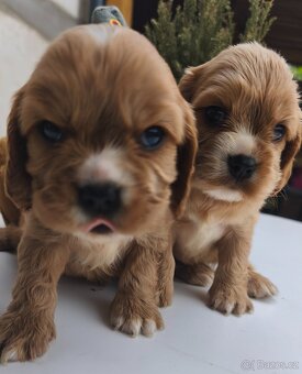Cockapoo Cavapoo - 5
