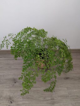 Pokojové květiny - 5
