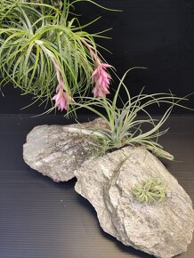 bromelie tilandsie - 5