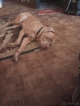Bandog - 5