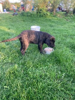 Štěňata Cane Corso - 5