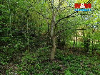 Prodej pozemku, 2141 m², Rychnov nad Kněžnou - 5