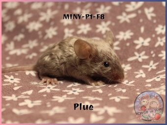 Myšky (fancy, barevné) - 5