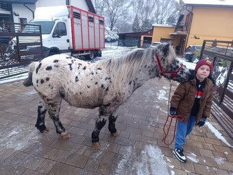 Predam ponika valacha unikat - 5