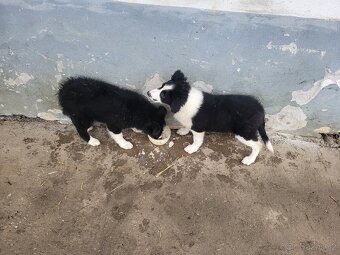 Border kolie - 5