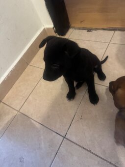 Prodám štěňátka - 5