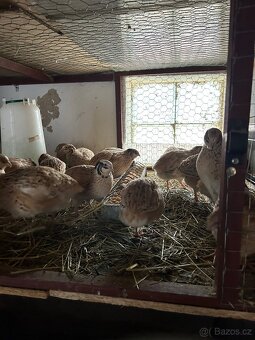 Křepelčí vejce - 5