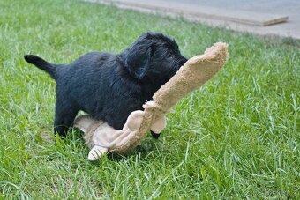 Flat coated retriever štěňata s PP - 5