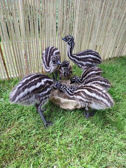 Emu hnědý - 5