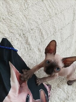 Kanadský sphynx - 5